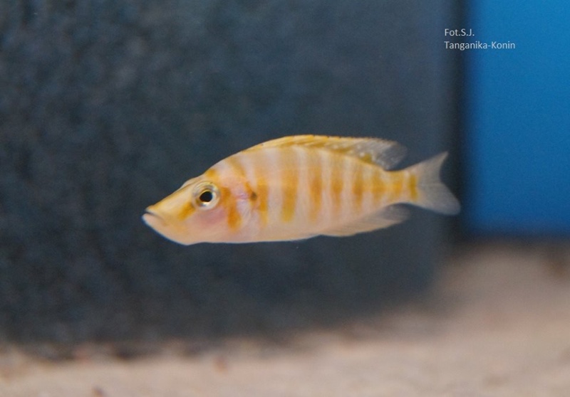 Altolamprologus compressiceps 'Kilima' (Mandarin)